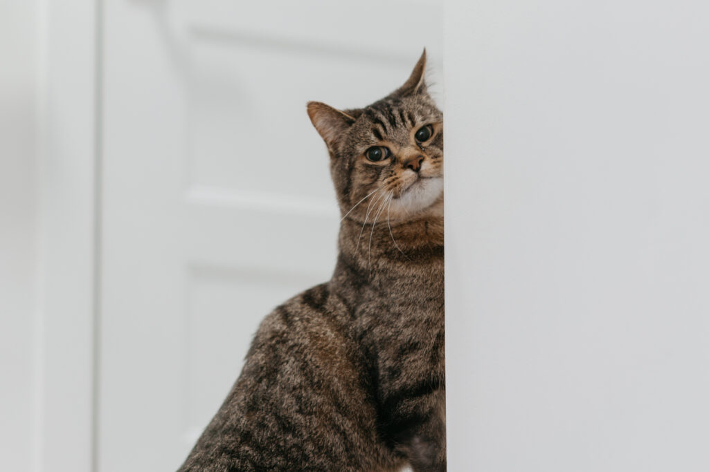 MajolicaPhoto Chloe & Micheal