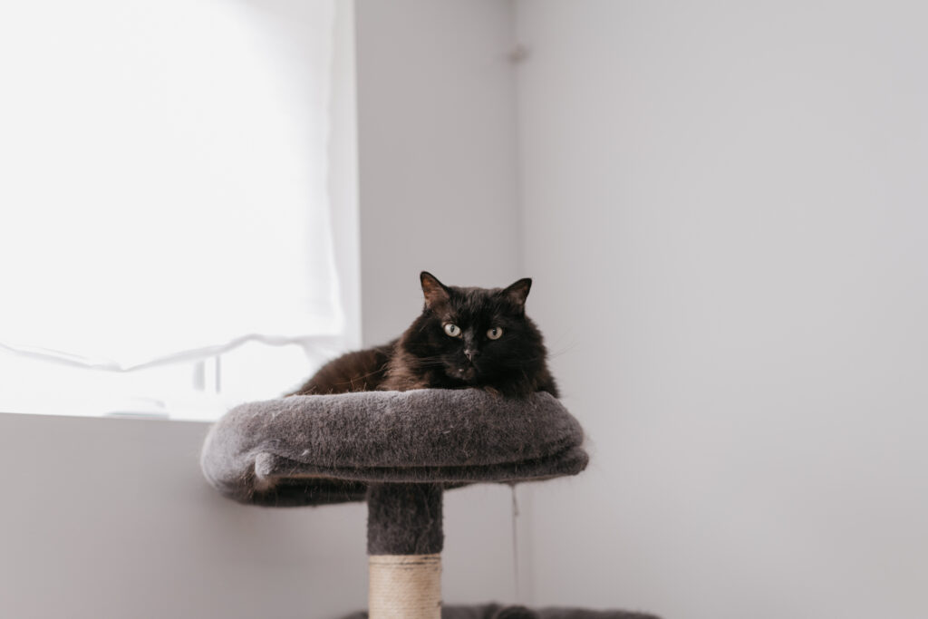 MajolicaPhoto Chloe & Micheal