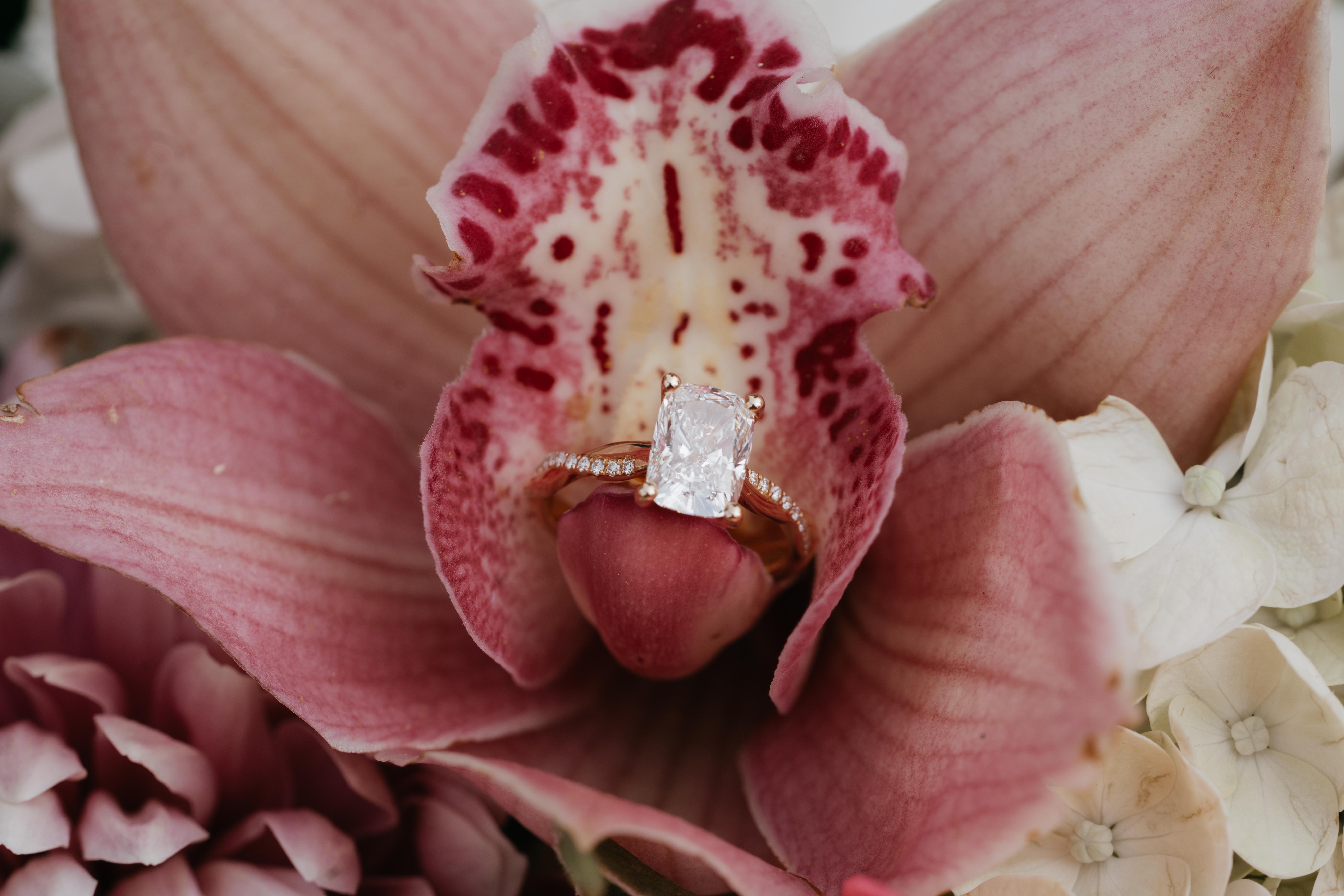 Majolica Photo Brock Proposal Parc Jean Drapeau